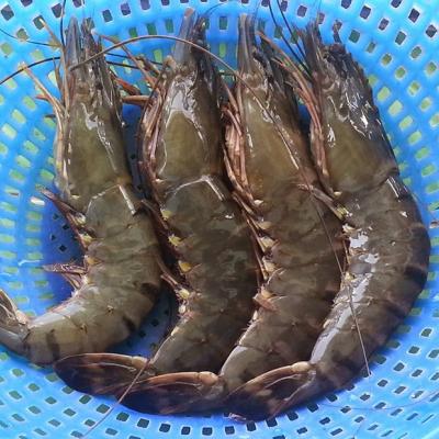 Bí quyết chọn mua các loại tôm tươi ngon