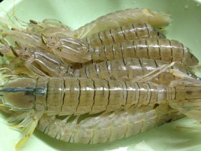Bỏ sỉ Tôm Tít Sống