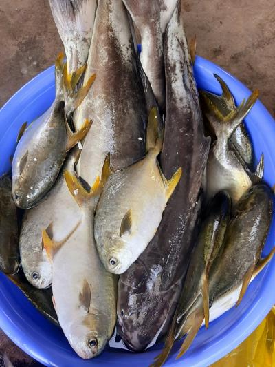 Cá biển tươi sạch giá sỉ