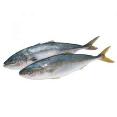 Cá Cam Hàn Quốc 800-1200 thùng 20kg
