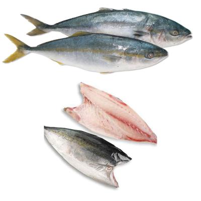 Cá Cam Nhật 600-1000 thùng 15kg