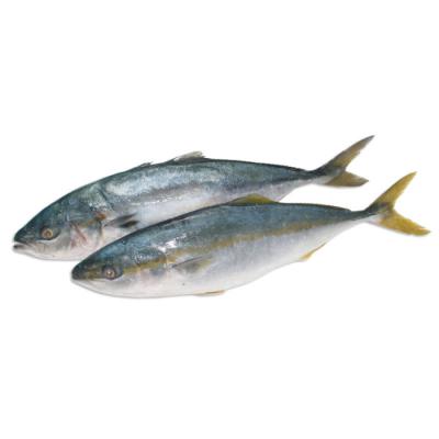 Cá Cam Nhật Benkei 500-1000 thùng 15kg