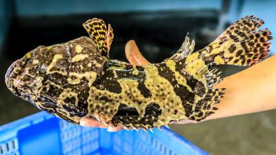 Cá Mú Nào Ngon Nhất Trong Các Loại Cá Mú Hiện Nay