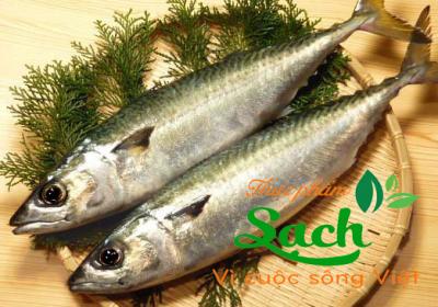 Cá nục hoa Nhật - saba sz 400-600g