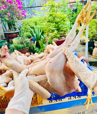 Chuyên cung cấp sỉ lẻ gà Bình Định