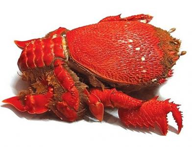 Cua huỳnh đế 1 con từ 550g