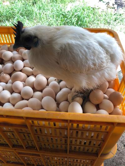 Cung cấp gà ác thịt hầm, tiềm (Tần) thuốc bắc giá sỉ size lớn