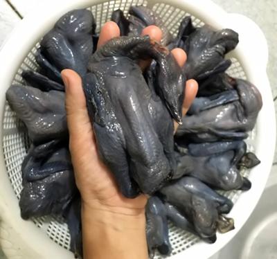 Cung cấp gà ác tươi