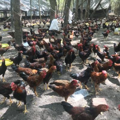 Cung cấp Gà ta giá sỉ cho nhà hàng quán ăn, bán chợ