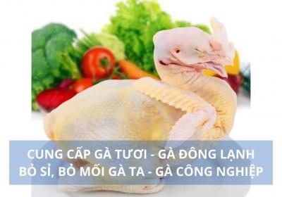 Cung cấp thịt gà ta, gà công nghiệp giá sỉ Tươi, Đông Lạnh