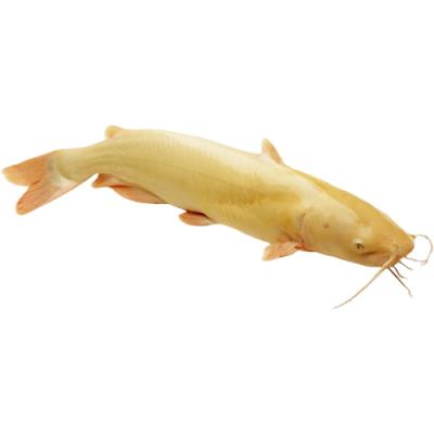 Địa chỉ cửa hàng bán Cá lăng vàng