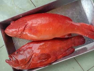 Địa chỉ cửa hàng bán Cá mú đỏ giá sỉ