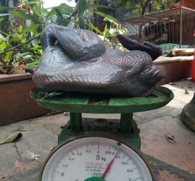 Gà Ác Tần 300g giá sỉ - giá bán buôn