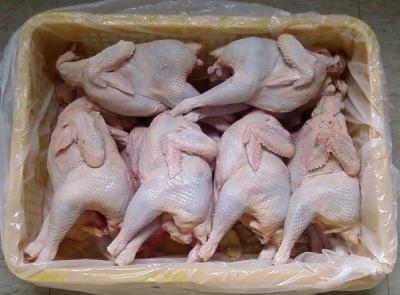 Gà dai 12 con giá sỉ Hàng nhập khẩu, đã qua kiểm tra