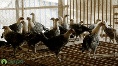  kinh nghiệm nuôi gà ác