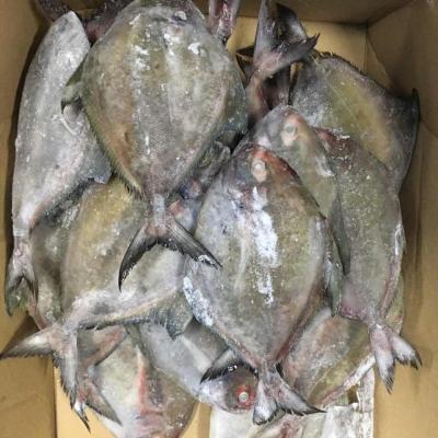 Mua bán sỉ cá chim đen đông lạnh