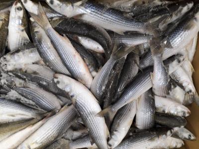 Mua bán sỉ cá đối đông lạnh