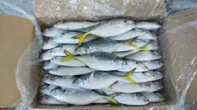 Mua bán sỉ cá ngân đông lạnh