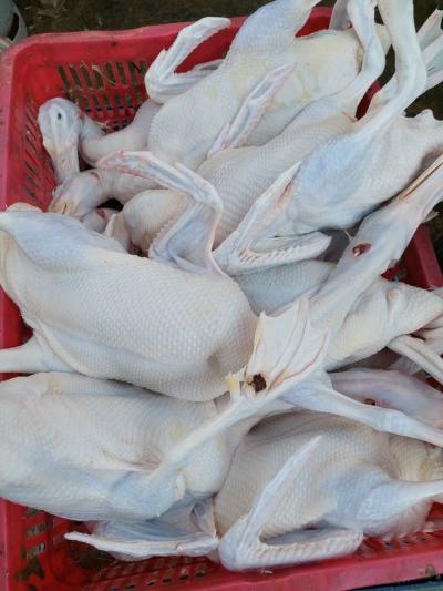 Mua bán sỉ vịt móc hàm