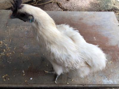 thit ga ac Vifood chuyen chỉ gà ác