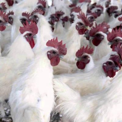 Tìm đại lý, nhà phân phối gà ác xuất chuồng