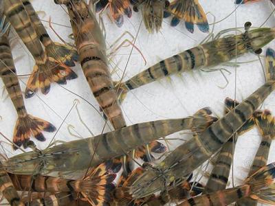 Vựa Tôm Sú Sống tphcm